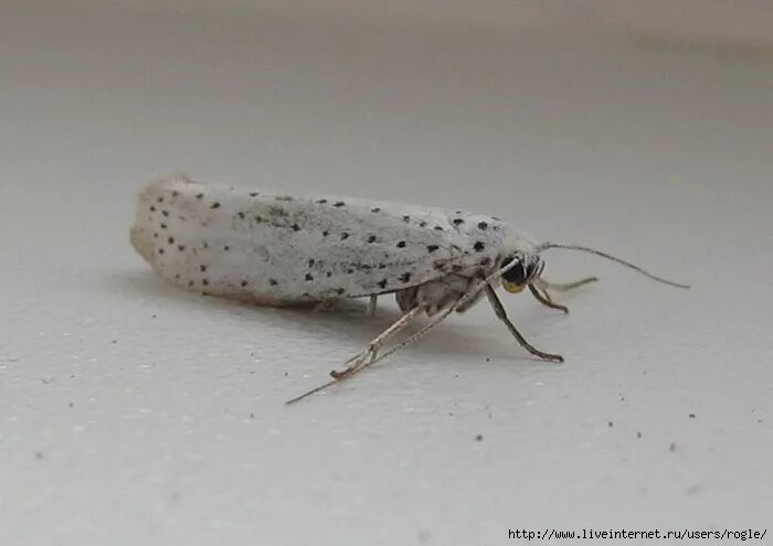 Насекомые бабочка моль. Земляничная белокрылка. Белокрылка тепличная (trialeurodes vaporariorum). Белые летающие насекомые. Белое летающее насекомое в квартире.