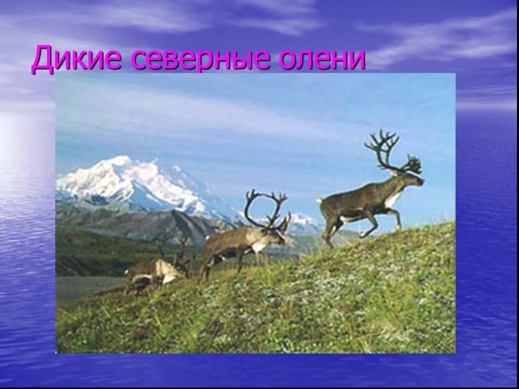 Северный олень природная зона. Животные американской зоны тундры. Зона тундры Северной Америки животные. Животные который обитают в тундре и лесотундре Северной Америке.