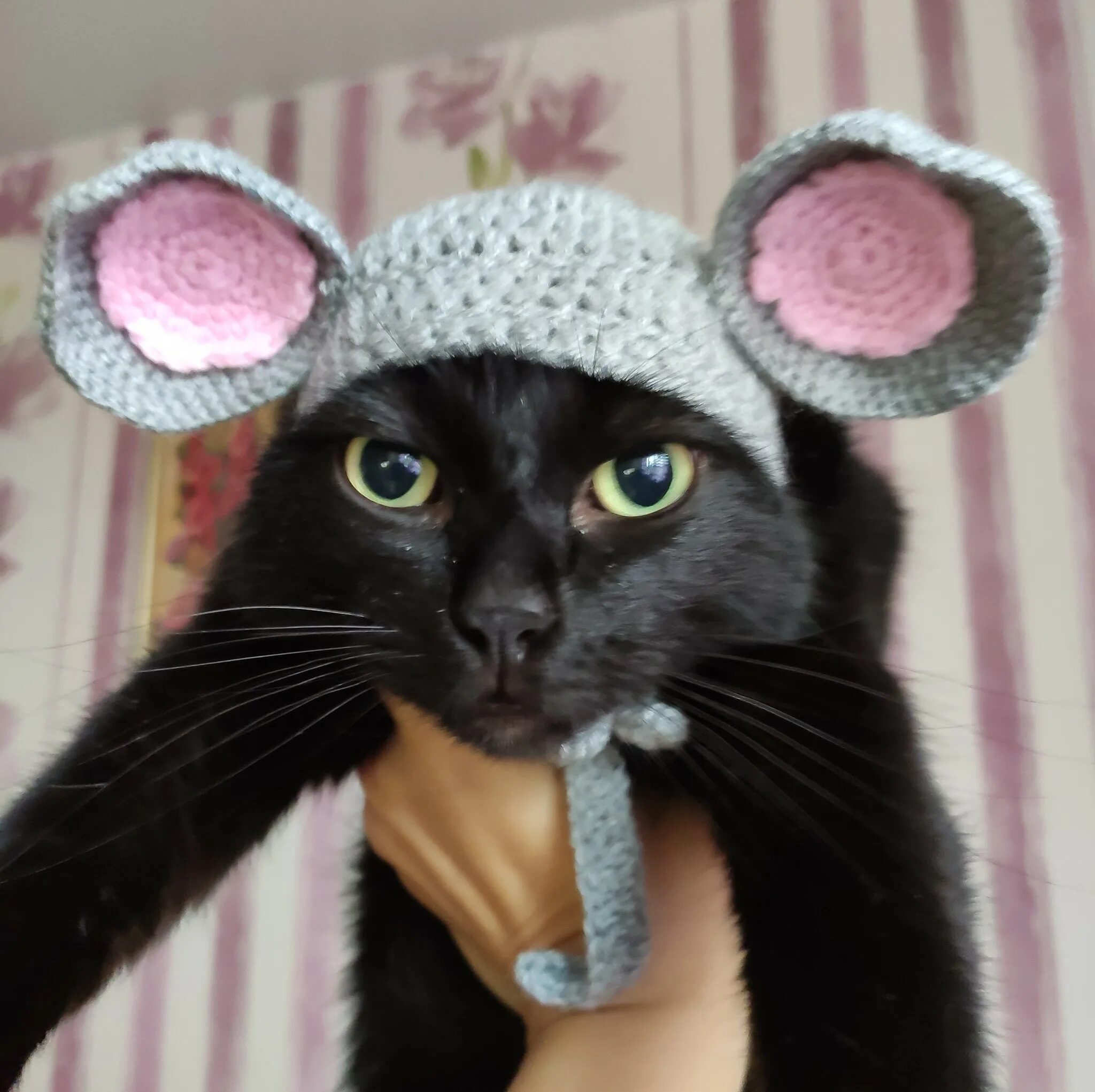 Как связать шапку коту