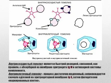 Что такое лизис