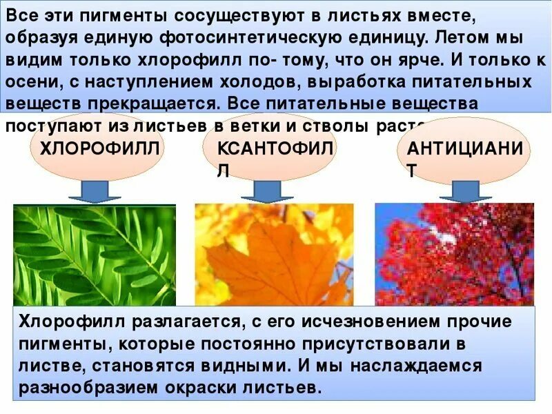 Почему листья окрашиваются