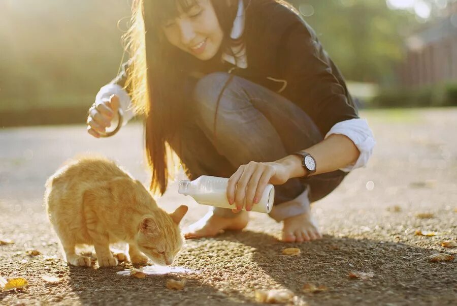 Бескорыстные чувства. Доброта женщины. Девочка кормит кошку. Девушка помогает. Девушка кормит кошку.