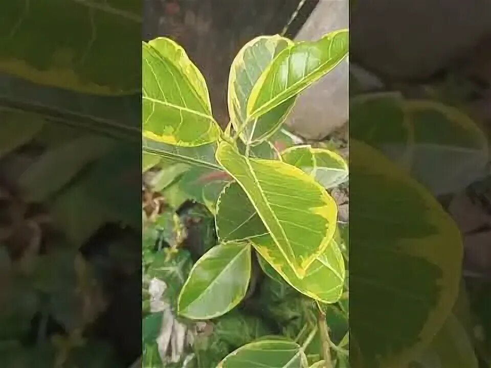 Фикус еллоу. Фикус Голден Ливз. Фикус altissima. Ficus altissima Gold. Фикус Голден Кинг Ficus Golden King.