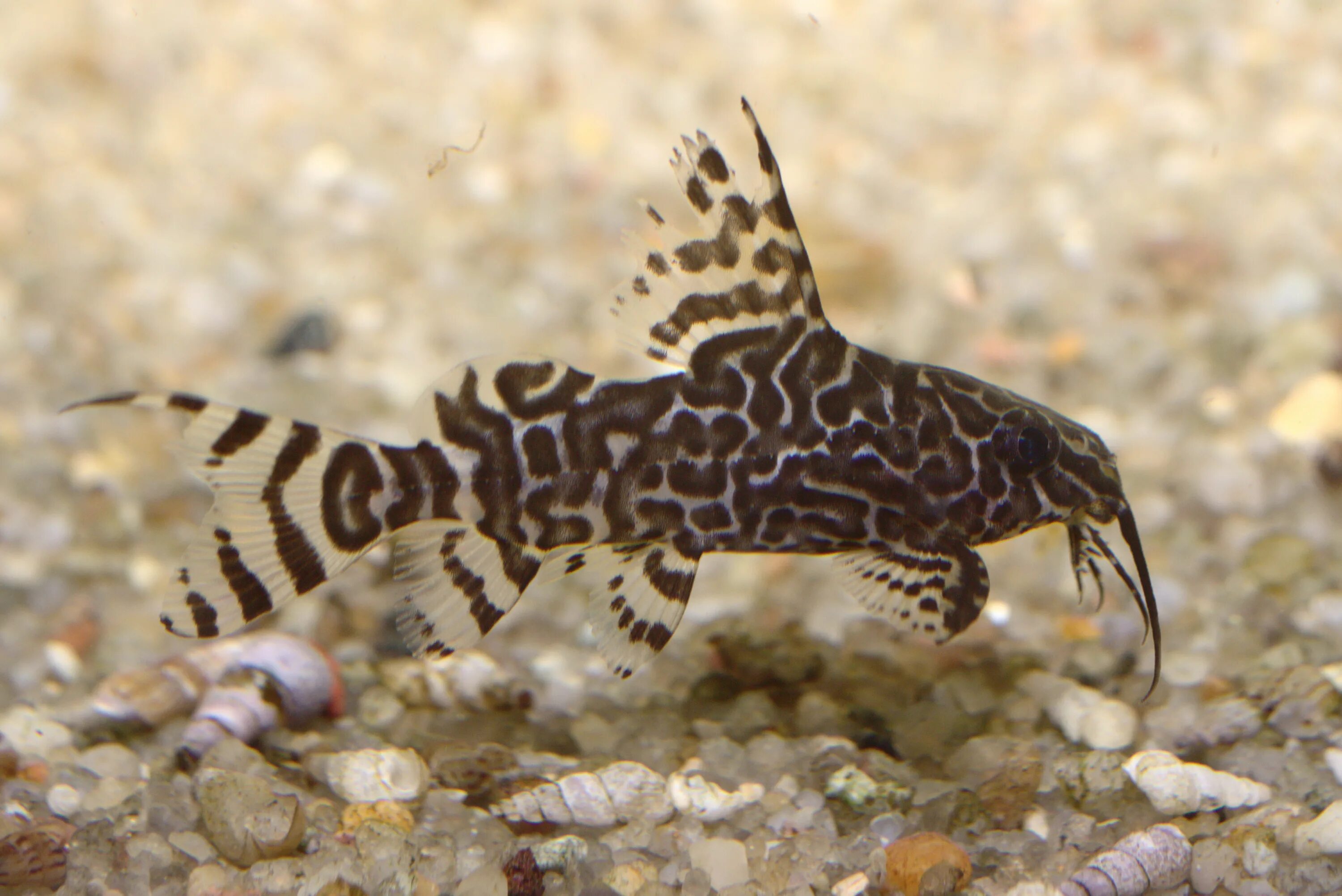 синодонтис вуалевый рыбка. сом синодонтис перевертыш. сомик синодонтис. сом синодонтис перевертыш. синодонтис перевертыш.