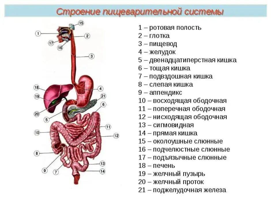 Органы человека желудок и пищеварительная система. Почки пищеварительная система. Выделительные функции пищеварительной. Схема пищеварительной системы человека пищеварительный тракт. Почки пищеварительная система.