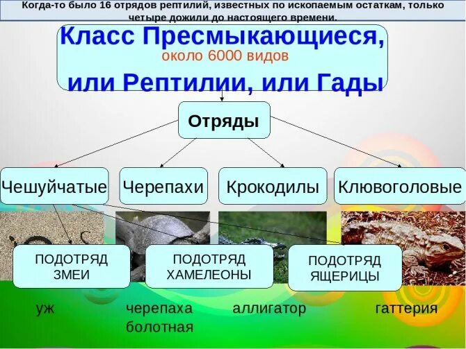 Конспект по биологии 7 класс класс пресмыкающиеся или рептилии. Конспект по биологии 7 класс пресмыкающиеся или рептилии. Класс пресмыкающиеся презентация. Пресмыкающиеся 7 класс биология.