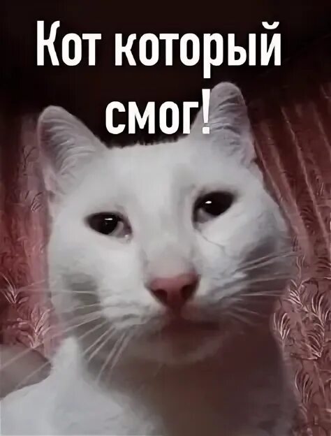 Смог подписчики