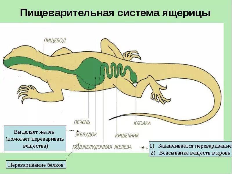 Органы пищеварительной системы ящерицы. Схема пищеварительной и дыхательной систем ящерицы. Пищеварительная система ящерицы схема. Строение нервной системы ящерицы.