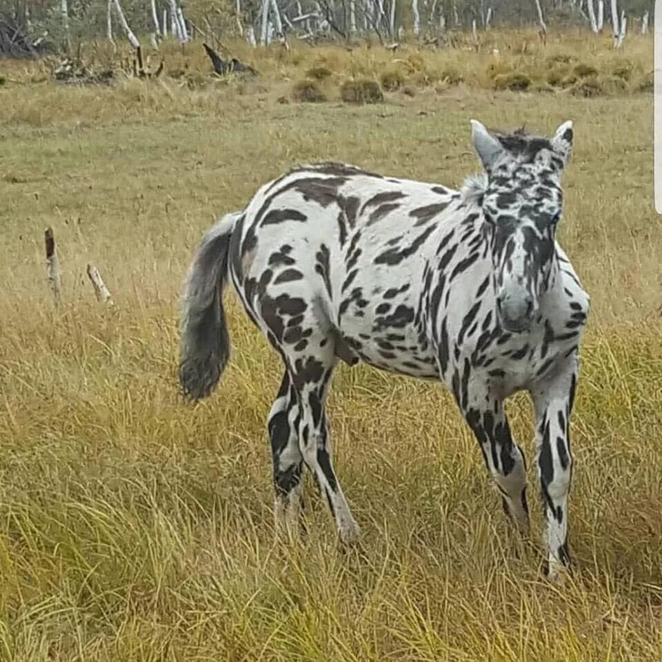 Жеребенок зебры. Зебра гранта. Зебра. Меланизм у зебр. Жеребенок зебры.