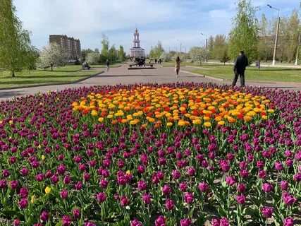 Тюльпаны курск