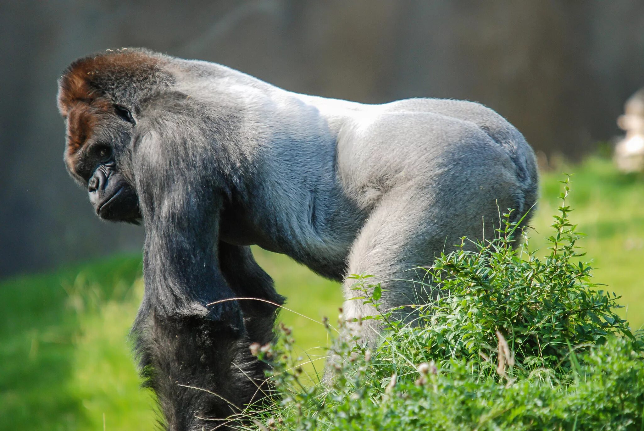 Gorilla animal. Гориллы. Обезьяна. Горилла, самец. Горилла фото.