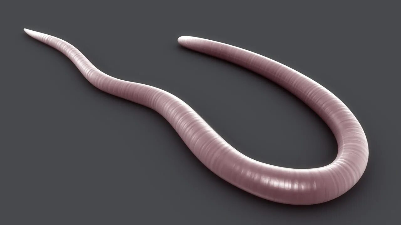 Лестничные черви. Трихинелла круглые черви. Трихинелла это круглый червь.
