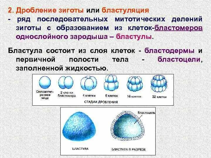 В процессе дробления зиготы формируется сферическое образование. Процесс дробления зиготы. дробление образование бластулы типы бластул. стадии развития зародыша дробление бластула. дробление процесс в биологии.
