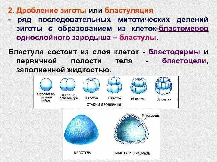 Онтогенез проверочная. Процесс дробления зиготы. Дробление образование бластулы типы бластул. Стадии развития зародыша дробление бластула. Стадии дробления зиготы.