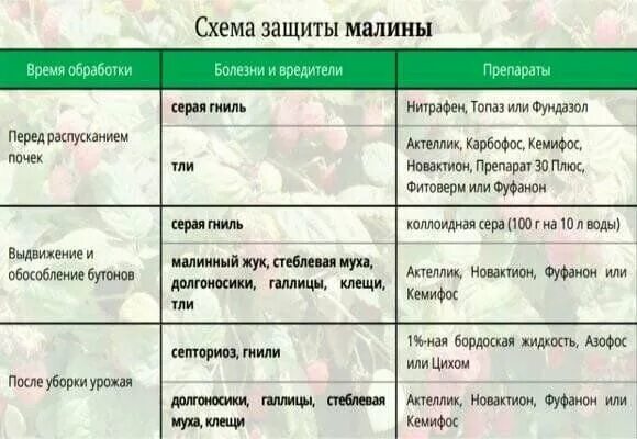 Таблица обработки малины от болезней и вредителей. Схема защиты смородины от болезней и вредителей. Схема обработки смородины от болезней. Препарат для обработки малины от вредителей. Обработка и подкормка малины весной