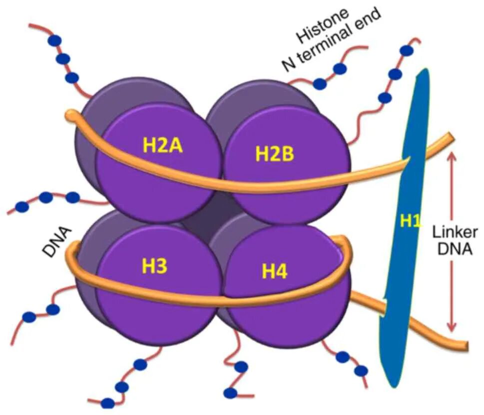 Белки гистоны строение. ДНК И белки гистоны. Нуклеосомные гистоны. Гистоны ДНК.