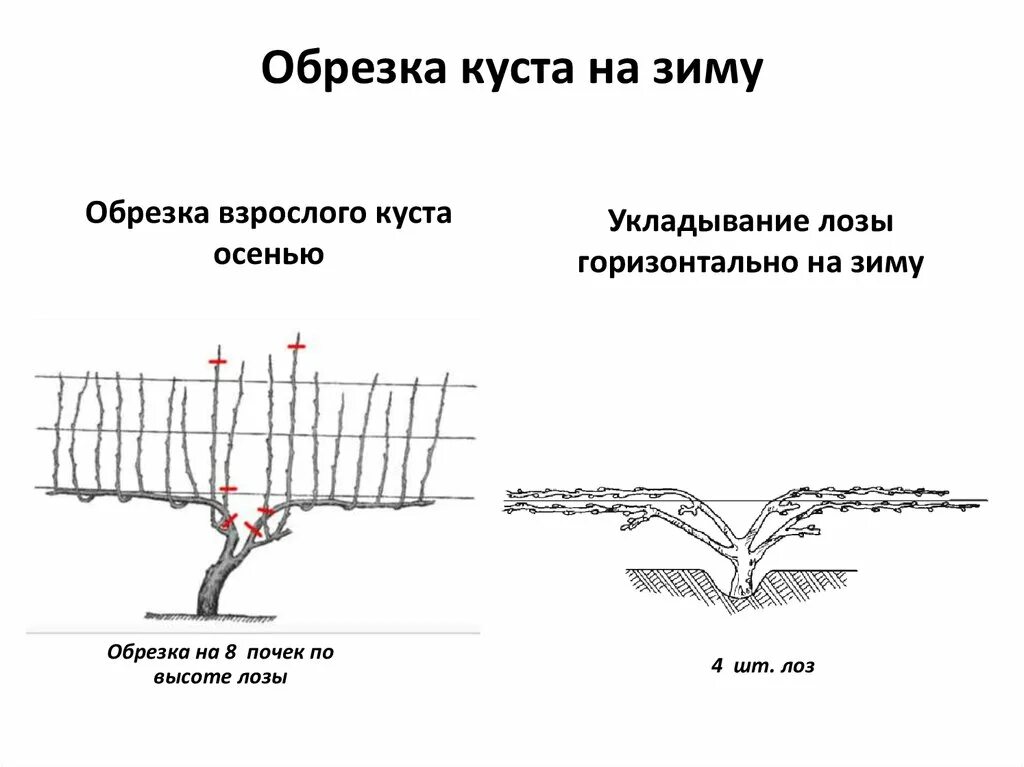 Строение виноградного куста. Куст винограда схема строения. Гюйо структура куста винограда. Структура виноградного куста.