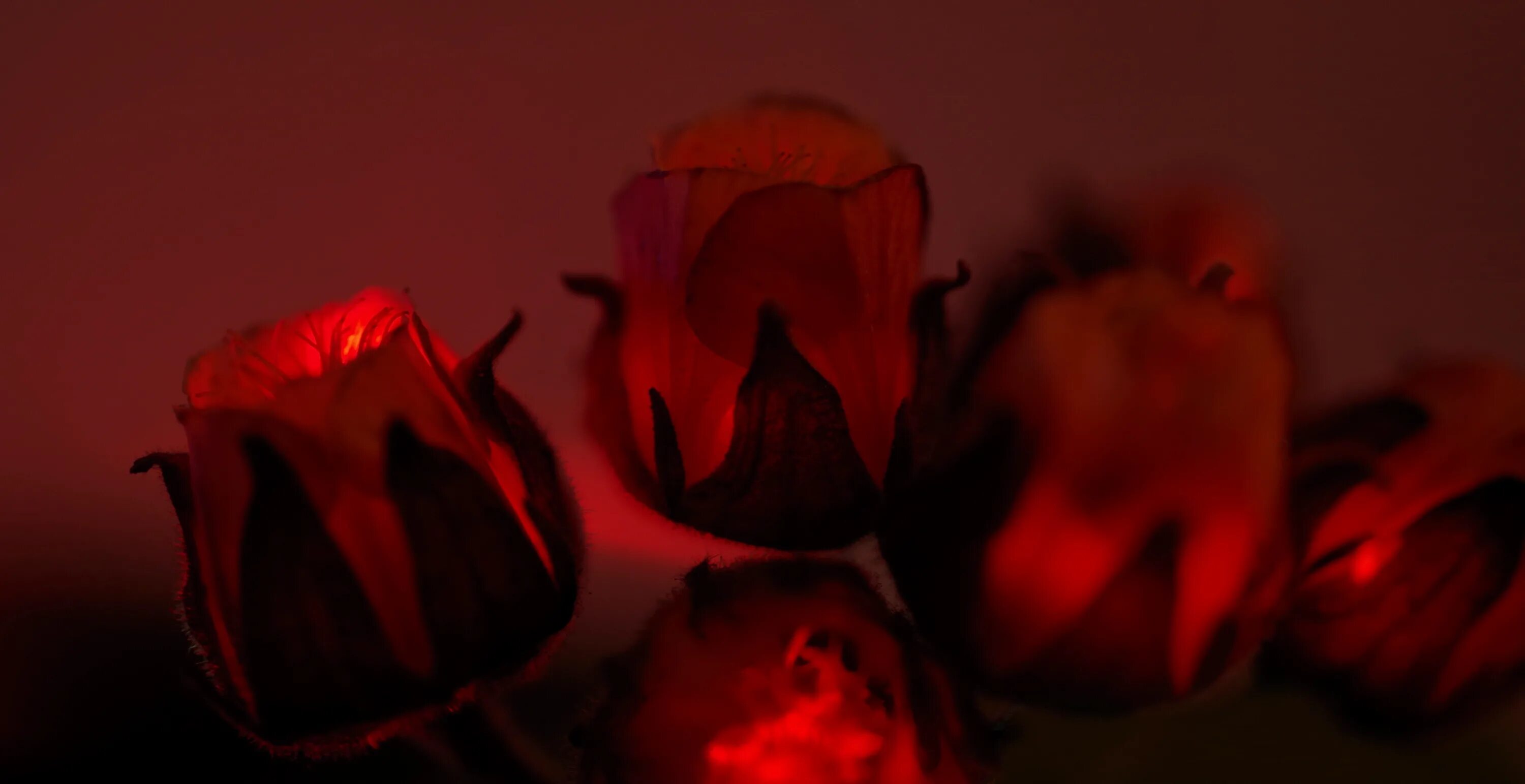 Glowing rose. Noirrose sunclutch очки. Glowing rose. Фиолетово розовая аура. Glowing rose.