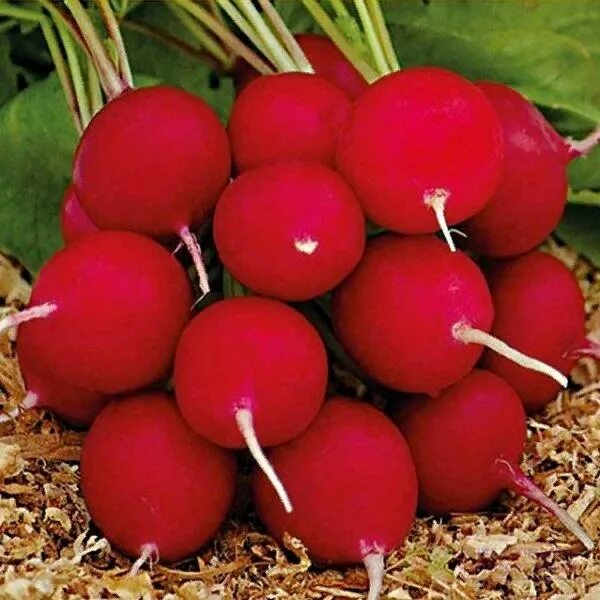 Редис кармен. Семена. Редис кармен на участке. Редис кармен. Семена.
