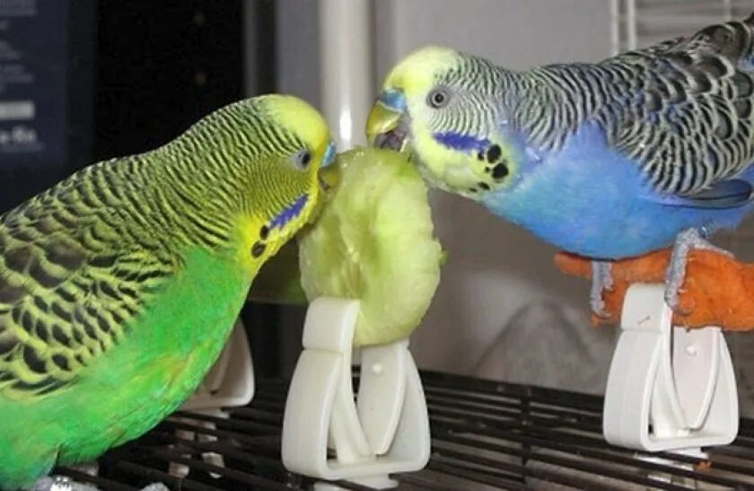 Питание волнистых попугаев. Волнистый попугай ест фрукты. Волнистики едят фрукты овощи. Волнистые попугаи едят огурцы?.