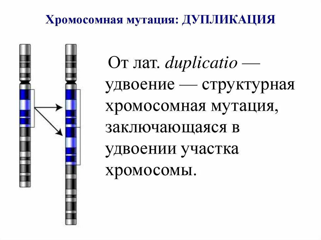 Хромосомные мутации дупликация инверсия. Дупликация участка хромосомы. дубликация хромосомная мутация. мутации с дупликацией хромосом. мутации делеция дупликация.