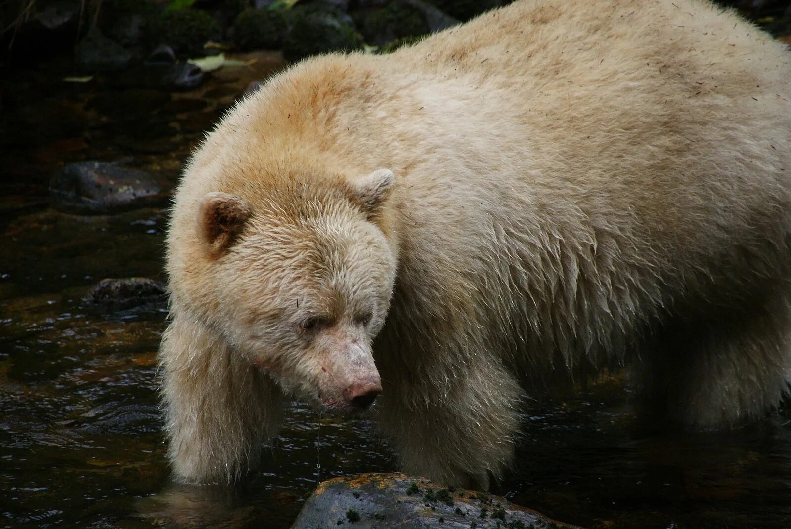 Медведь гризли альбинос. Кермодский бурый медведь. The spirit bear. Гризли арт. The spirit bear.