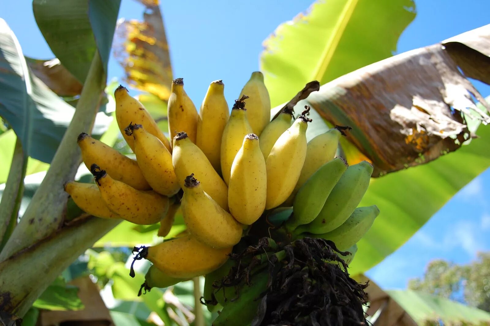 Банановое дерево Стрелиция. Банановое дерево Килиманджаро. Банановая Пальма. Банановые соплодия.