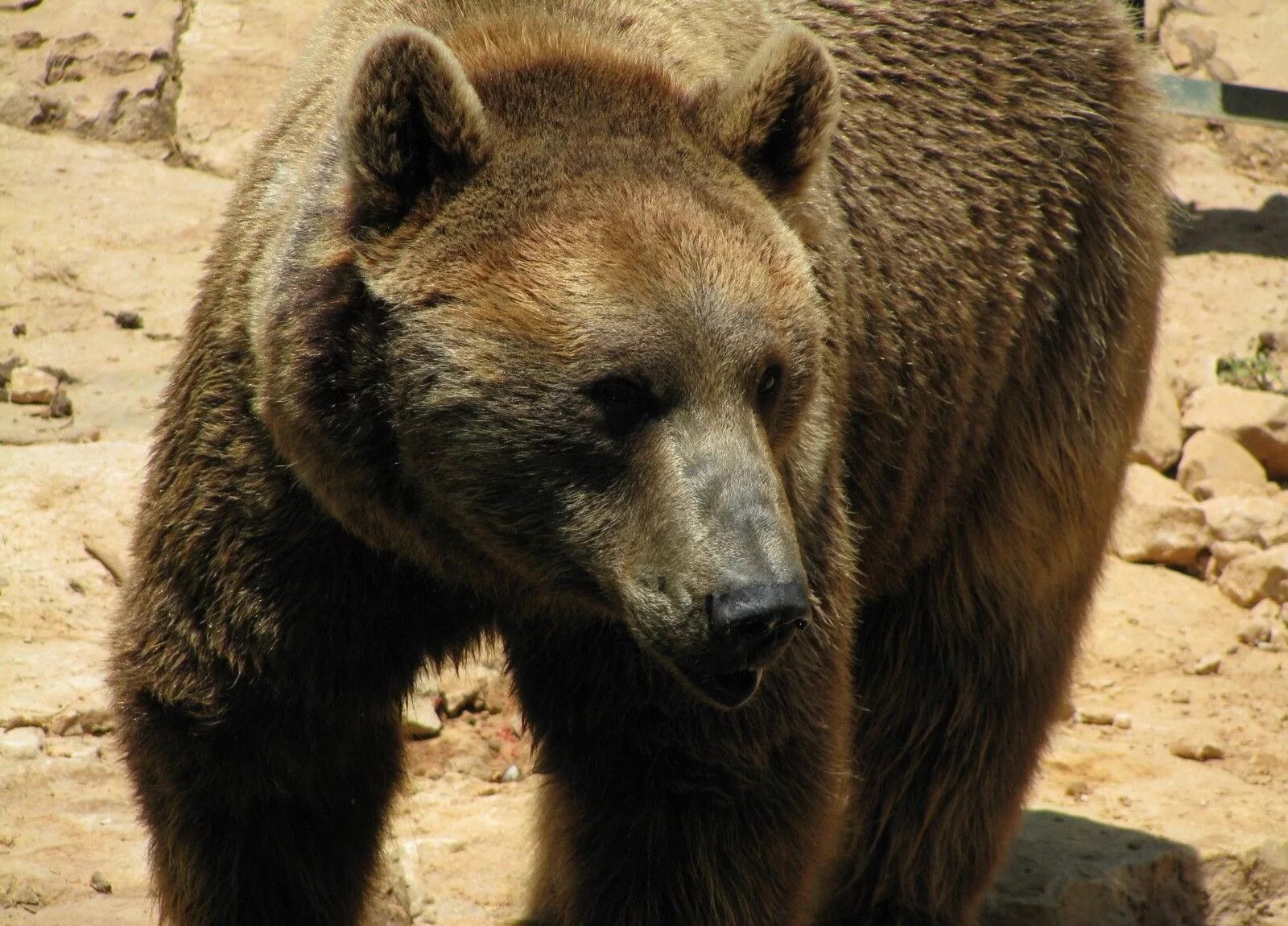 Медведь. Бурый медведь. Голова бурого медведя. Медведь Россия.