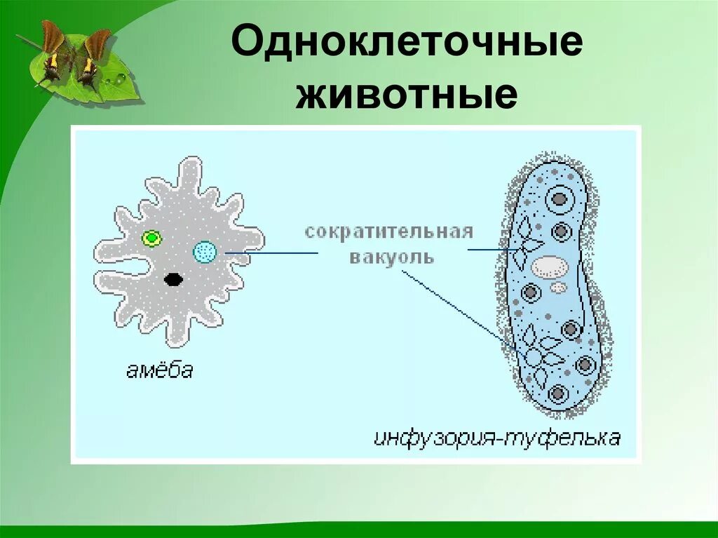 Сократительная вакуоль у амебы. Выделительная вакуоль простейших. Одноклеточные животные амеба. Система выделения у одноклеточных. Амеба обыкновенная сократительной вакуоли.