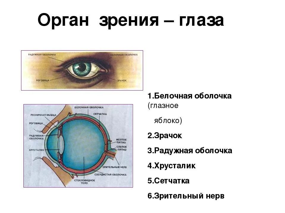 Назовите органы зрения. Орган зрения строение глаза. Строение глаза оболочки глаза. Строение органа зрения человека. Орган зрения схема.