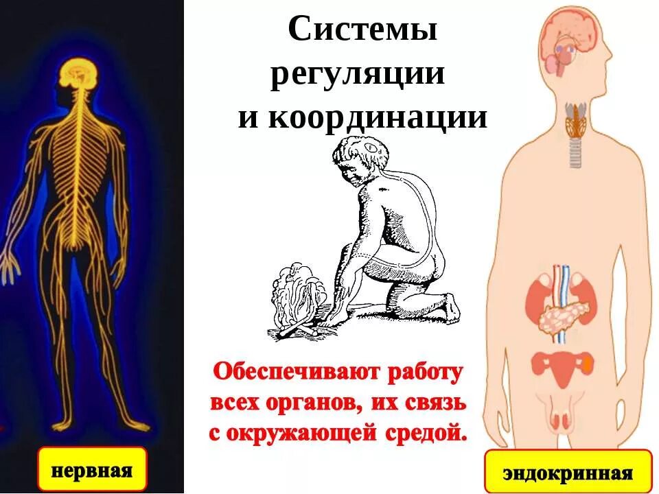 Координация и регуляция у животных. Координация биология 6 класс. Координация и регуляция жизнедеятельности у животных. Системы регуляции и координации. Координация и регуляция у животных.