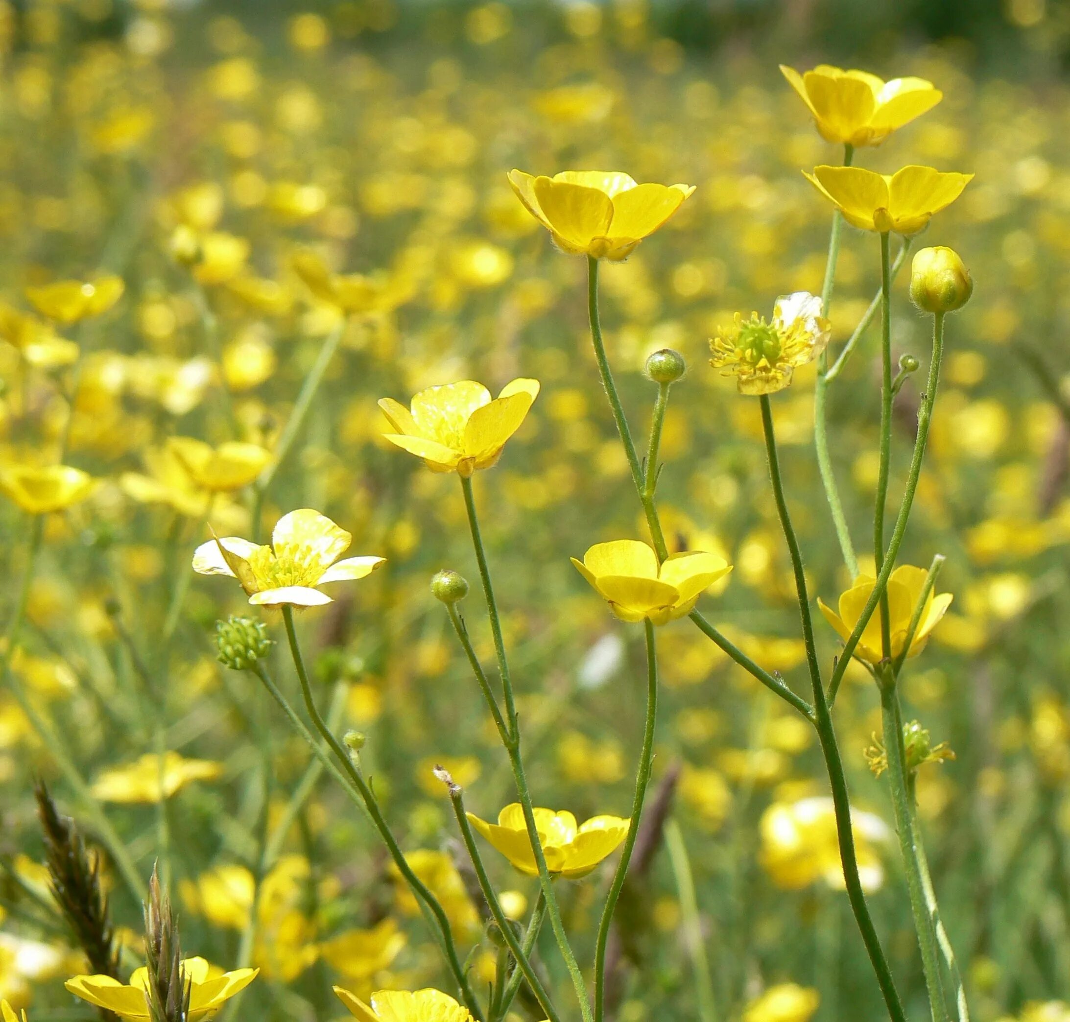 Senecio jacobaea - Image of an specimen - Plantarium