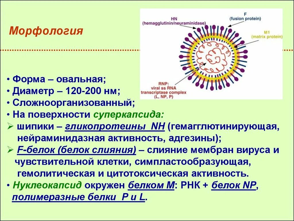 Грипп семейство. Вирус парагриппа микробиология. Структура вируса гриппа микробиология. Строение вируса гриппа парагриппа. Возбудитель парагриппа микробиология.