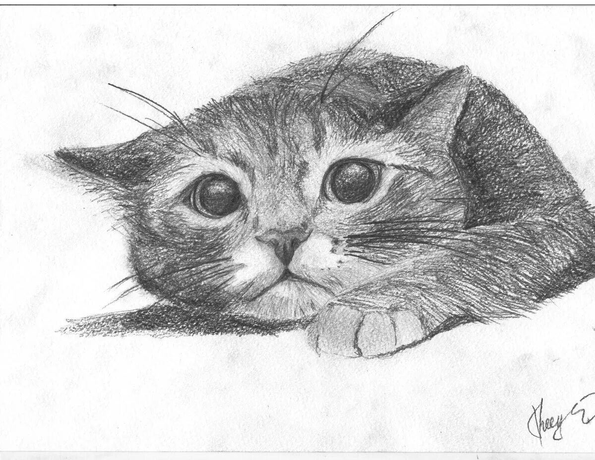 Рисование кошечку. Кот карандашом. Кошка рисунок. Кошка рисунок карандашом. Котик рисунок карандашом.