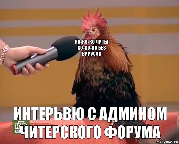 Петух сука. Женя петух. Админ петух. Петух мемы. Женек петушок.