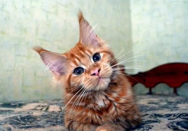 кот джокер мейн кун. кот джокер мейн кун. джокер мейн. джокер мейн. кот джокер мейн кун.