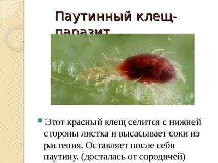 Паутинный клещ опасен ли для человека
