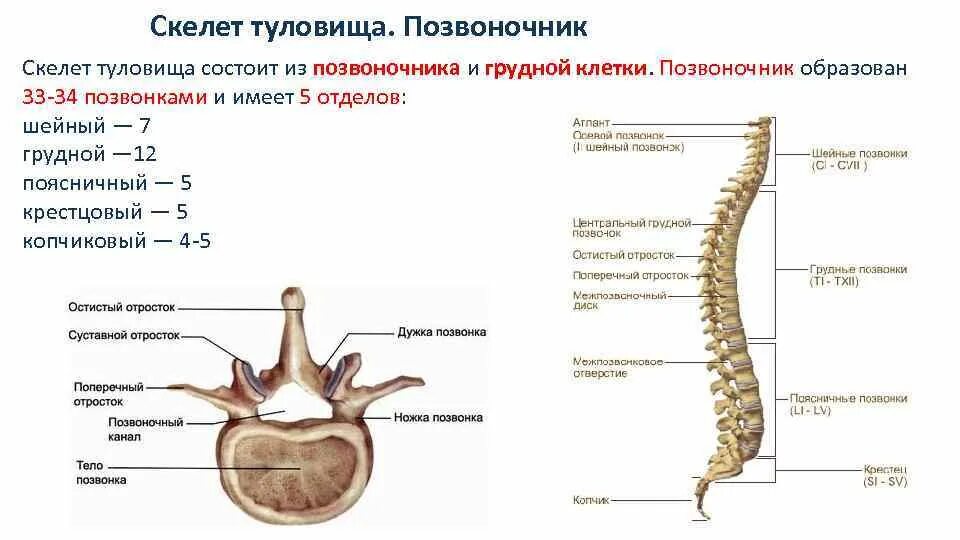 Кости позвоночника бедро и печень покажи. Скелет позвоночника vertebra. Скелет туловища позвонки анатомия. Позвоночный столб и строение позвонка.