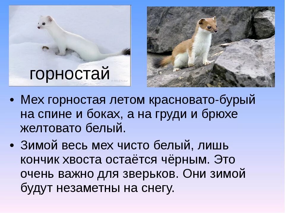 Днем горностая трудно увидеть в зимнее время. Горностай. Горностай краткое описание. Горностай презентация. Самые интересные факты о горностае.