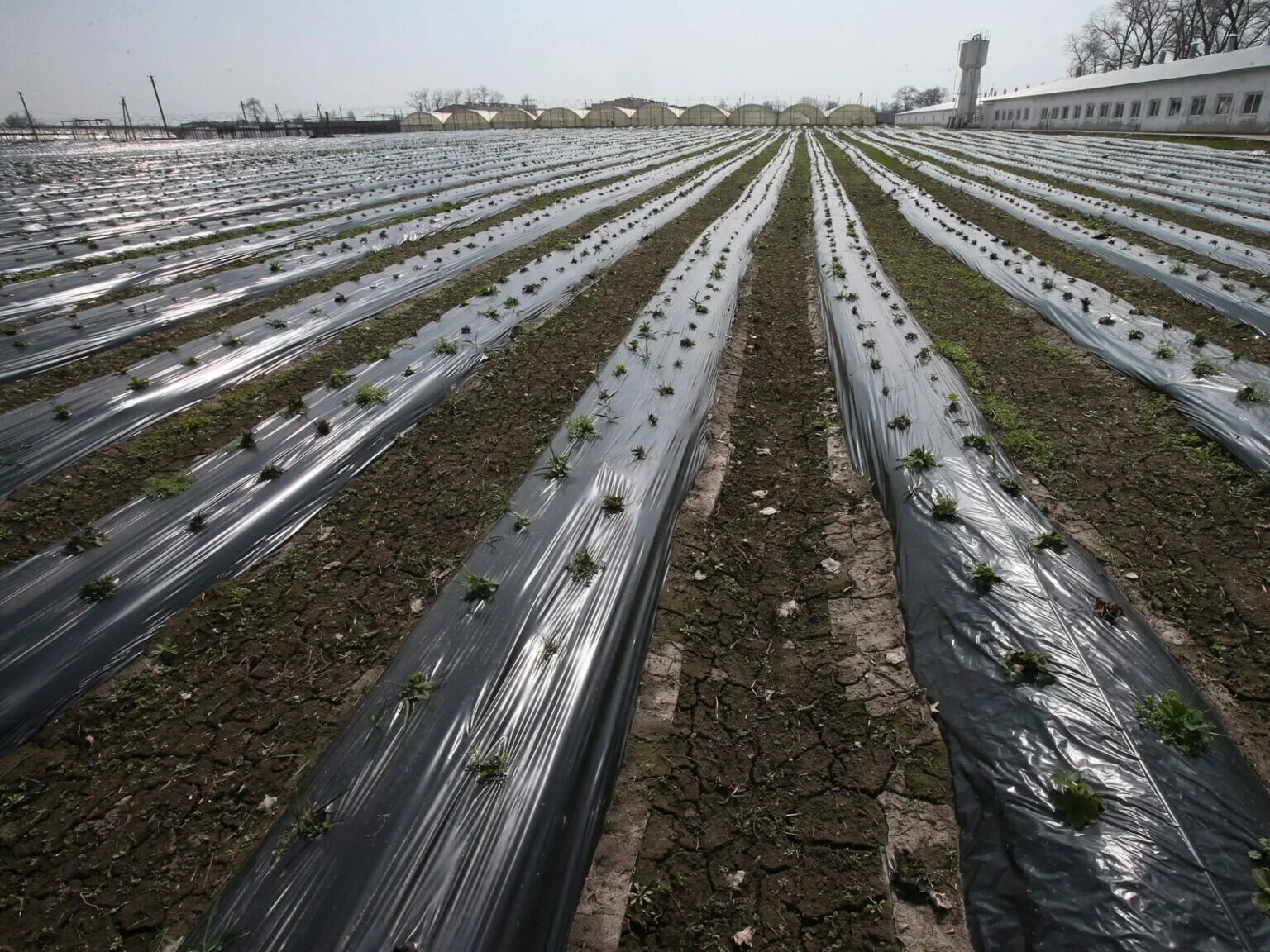 мульчирование клубники. агроткань застилочная для клубники. сажать под пленку. мульчирование междурядий малины. клубника под черным укрывным материалом.