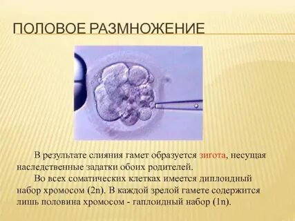 После слияния половых клеток образуется