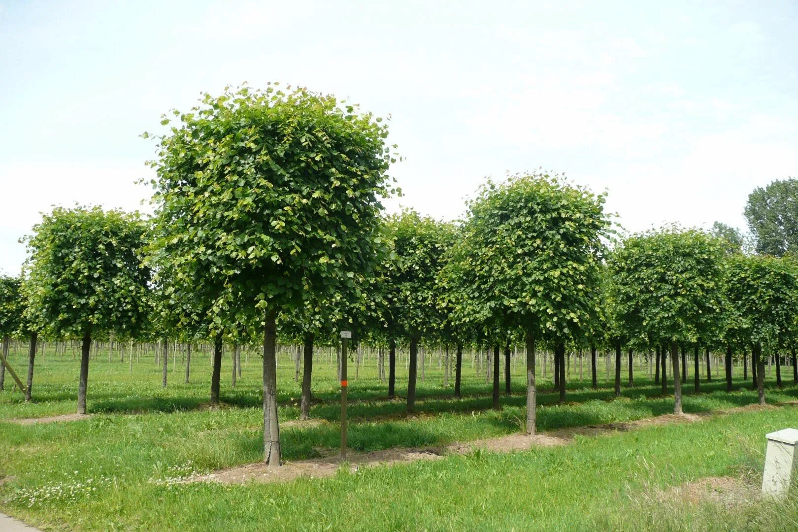 Саженцы лиственных деревьев. Липа европейская pallida. Липа европейская (Tilia europaea). Липа мелколистная Паллида. Липа европейская pallida дерево.