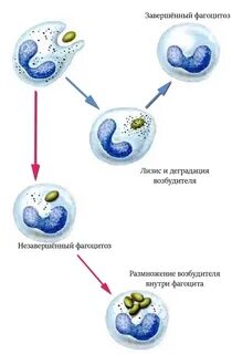 Фагоцитоз у человека какие клетки