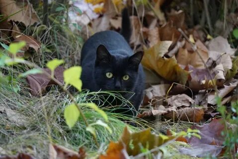 Черный кот осень