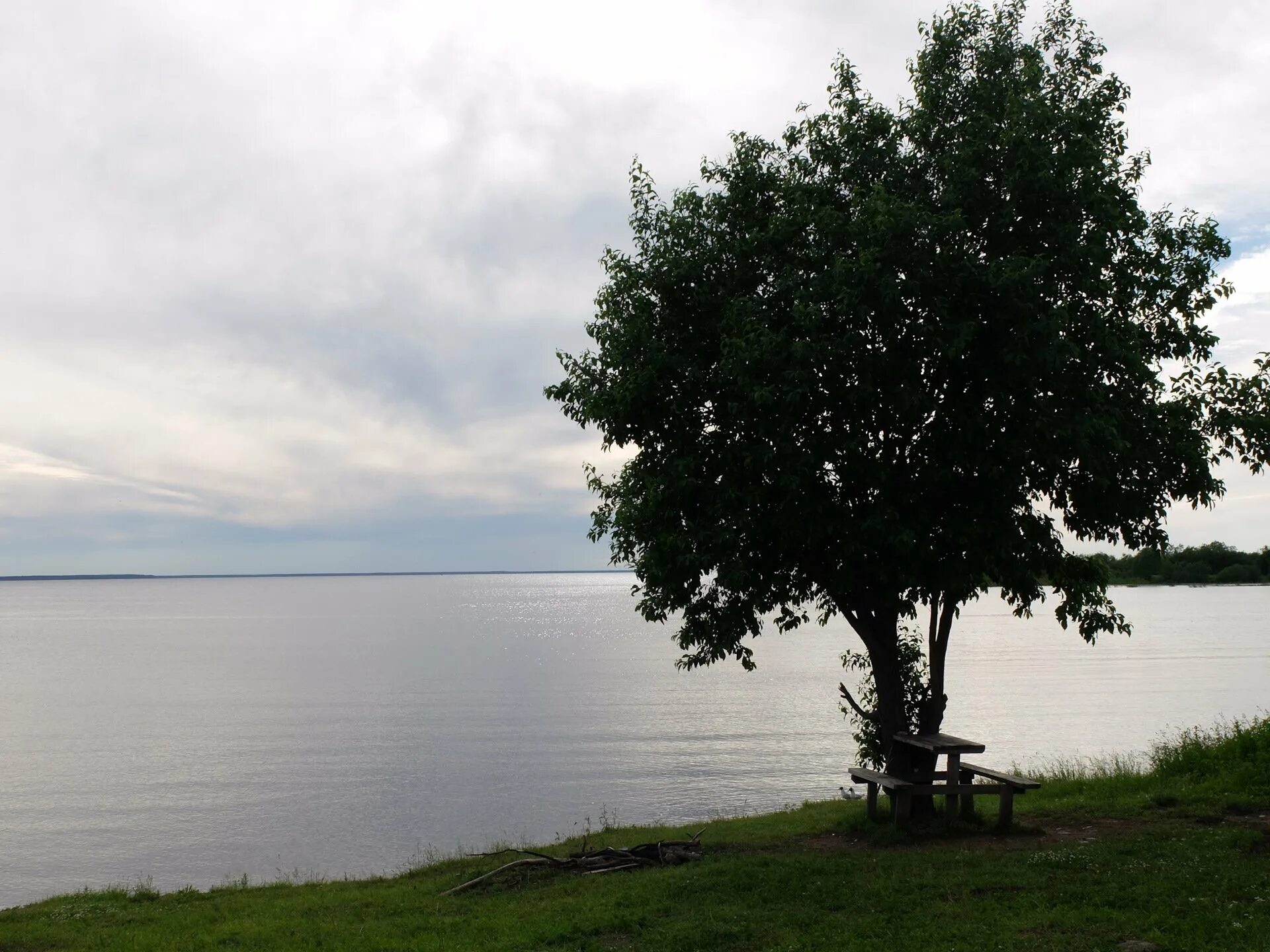 Остров Шумаровский Рыбинское водохранилище. Цапелиный остров Рыбинское. Сосновые берега Рыбинского водохранилища. 45 Остров Рыбинское водохранилище.