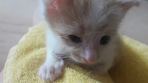Котенок 4 недели