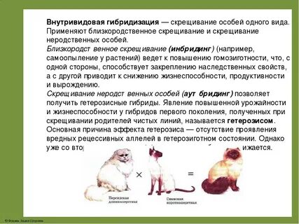 Почему гетерозис
