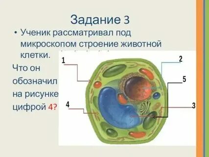 Строение клетки 9 класс биология конспект урока