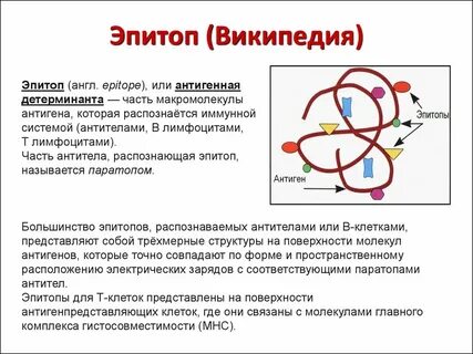 Антигенные детерминанты