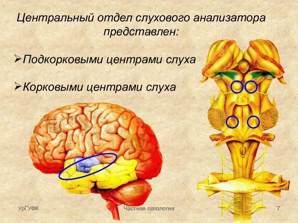 Корковый центр слухового анализатора. Центральный отдел слухового анализатора. Строение центрального отдела слухового анализатора. Корковый центр слухового анализатора расположен в.